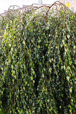 포토 JPG 해외이미지 나무 식물 잎 자연 휴가 휴식 매달리기 사람없음 야외 목재 세로 초록색 빛 컬러풀 뷰티 화목 고요 봄 활발 꿈 나뭇가지 시골 신선 부드러움 자작나무 해외202310 해외포토 계절 컬러 컨셉 재료 모션 감각 생태계 파일형식