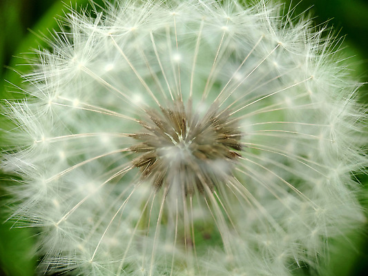 포토 JPG 해외이미지 식물 계절 꽃 컬러 백그라운드 잎 꽃무늬 밭 자연 추상 미술 씨앗 사람없음 야외 초록색 여름 빛 머리 환경 정원 웹 봄 흰색 신선 개화 약초 작음 민들레 묘사 부드러움 솜털 내추럴 해외202310 해외포토 무늬 농업 인터넷 문화예술 신체부위 풀_식물 감각 크기 생태계 파일형식