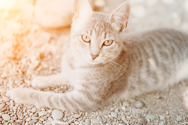 포토 JPG 해외이미지 장난 포옹 발 수염 턱시도 사람없음 호기심 부드러움 얼룩무늬 솜털 독립 히말라야 버미즈 해외202310 해외포토 감정 컨셉 무늬 안기 정장 신체부위 고양이 감각 파일형식 산맥