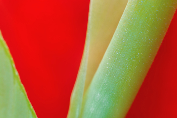 포토 JPG 해외이미지 식물 기념일 꽃잎 꽃 줄기 결혼 백그라운드 꽃무늬 자연 발렌타인데이 사람없음 초록색 뷰티 장미 봄 낭만 벚꽃 흰색 신선 개화 부드러움 고립 해외202310 해외포토 계절 컬러 컨셉 무늬 데이이벤트 이벤트 감각 생태계 파일형식