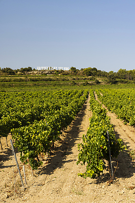 포토 JPG 해외이미지 식물 전통 백그라운드 밭 농업 자연 포도 풍경 사람없음 초록색 여름 프랑스 수확 가을 시골 포도밭 양조장 프로방스 해외202310 해외포토 계절 유럽 산업 컬러 과일 생태계 파일형식