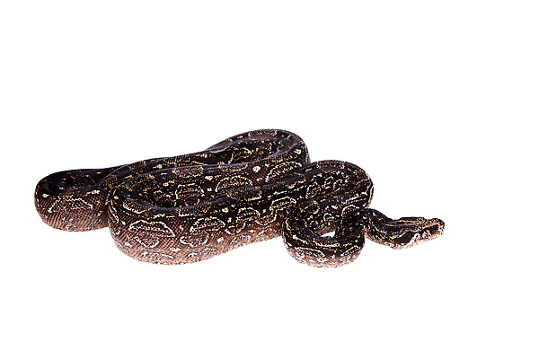 포토 JPG 해외이미지 동물 야생동물 컬러 백그라운드 패턴 곡선 파충류 자연 동물원 종류 사람없음 반려동물 컬러풀 뷰티 갈색 우주 흰색 뱀 우아함 위험 눈금 생물학 육식동물 사냥꾼 멸종 토막 기어가기 나쁜 고립 공격적 단아함 땅바닥 이국적 해외202310 해외포토 직업 교육 선 컨셉 무늬 모션 바닥 생태계 파일형식