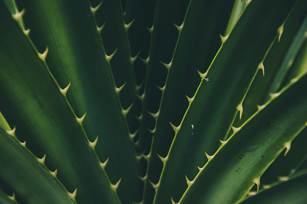 포토 JPG 해외이미지 식물 디자인 백그라운드 패턴 자연 추상 선인장 사람없음 장식 초록색 환경 어둠 성장 가시 닫기 묘사 질감 스파이크 내추럴 대칭 이국적 해외202310 해외포토 컬러 무늬 모션 생태계 파일형식