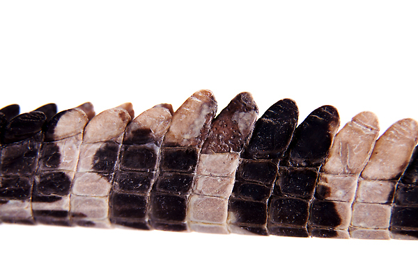 포토 JPG 해외이미지 동물 척추동물 야생동물 파충류 자연 생물 실내 종류 성인 사람없음 옆모습 반려동물 청춘 햇빛 걷기 흰색 아기 치아 위험 가죽 눈금 슛 육식동물 악어 턱 내추럴 거짓 고립 해외202310 해외포토 뷰포인트 컬러 컨셉 모션 사람 내부 태양 소화기관 생태계 파일형식