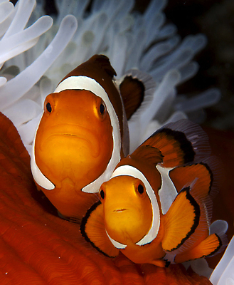 포토 JPG 해외이미지 바다 여행 사람없음 여행객 수중 인도네시아 해외202310 해외포토 아시아 사람 파일형식