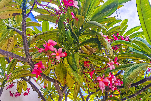 포토 JPG 해외이미지 나무 식물 공원 꽃잎 꽃 분홍색 컬러 잎 꽃무늬 자연 멕시코 사람없음 야외 빨간색 초록색 파란색 컬러풀 뷰티 정원 맑음 보라색 벚꽃 흰색 개화 닫기 제비꽃 묘사 내추럴 이국적 해외202310 해외포토 공공시설 북아메리카 무늬 모션 날씨 생태계 파일형식