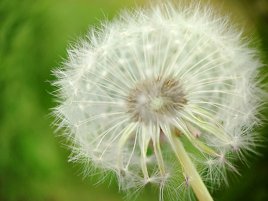 포토 JPG 해외이미지 식물 계절 꽃 컬러 백그라운드 잎 꽃무늬 밭 자연 추상 미술 씨앗 사람없음 야외 초록색 여름 빛 머리 환경 정원 웹 봄 흰색 신선 개화 약초 작음 민들레 묘사 부드러움 솜털 내추럴 해외202310 해외포토 무늬 농업 인터넷 문화예술 신체부위 풀_식물 감각 크기 생태계 파일형식