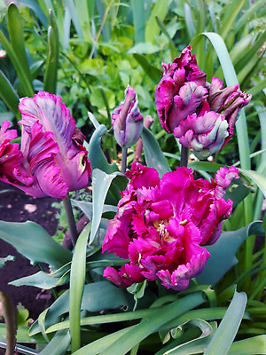 포토 JPG 해외이미지 식물 공원 꽃잎 꽃 컬러 백그라운드 꽃무늬 봄꽃 자연 사람없음 여름 컬러풀 봄 튤립 그림 내추럴 해외202310 해외포토 계절 공공시설 무늬 생태계 파일형식