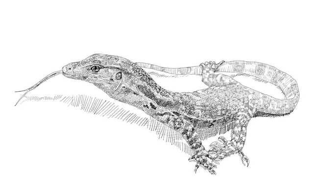 EPS 해외이미지 동물 손 아시아 야생동물 선 일러스트 파충류 자연 생물 종류 그림자 미술 그래픽 머리 모니터 검은색 흰색 용 위험 작음 스케치 혀 문신 공룡 그림 꼬리 도마뱀 윤곽 육식동물 손그림 사냥꾼 기어가기 고립 벡터 해외202310 해외일러스트 직업 나라 컬러 컨셉 모션 문화예술 신체부위 컴퓨터 입 크기 생태계 파일형식