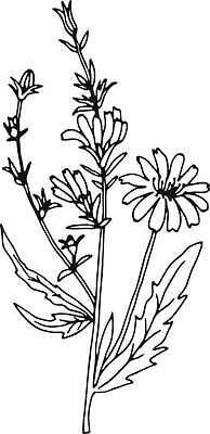 EPS 해외이미지 식물 손 디자인 꽃 선 백그라운드 꽃무늬 일러스트 재료 자연 건강 그래픽 여름 뷰티 약 상점 정원 검은색 봄 화장품 수확 벚꽃 약초 인쇄 스케치 허브 그림 유기농 뿌리 판화 내추럴 고립 엘리먼트 치커리 스타일 벡터 해외202310 해외일러스트 웰빙 계절 컬러 무늬 농업 채소 의학 미술 신체부위 풀_식물 생태계 파일형식