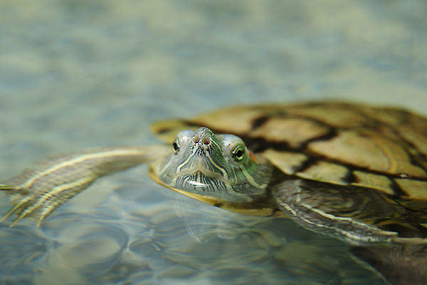 포토 JPG 해외이미지 척추동물 응시 얼굴 야생동물 파충류 모션 표면 생물 동물원 사람없음 가로 빨간색 초록색 물 반려동물 머리 수중 수영 껍질 연못 입 닫기 거북이 보호 엿보기 생물학 귀 수족관 방패 갑옷 기어가기 민물 이국적 집게발 해외202310 해외포토 자연요소 동물 시선 교육 컬러 컨셉 신체부위 수상스포츠 보호장비 파일형식