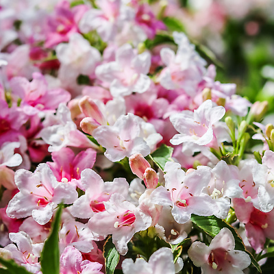 포토 JPG 해외이미지 식물 계절 꽃잎 꽃 분홍색 컬러 결혼 백그라운드 잎 꽃무늬 자연 휴가 사람없음 야외 장식 초록색 컬러풀 뷰티 정원 봄 낭만 성장 벚꽃 흰색 나뭇가지 축하 신선 신용카드 개화 관목 원예 꽃가루 내추럴 창백 해외202310 해외포토 나무 컨셉 무늬 이벤트 취미 금융 가루 생태계 파일형식