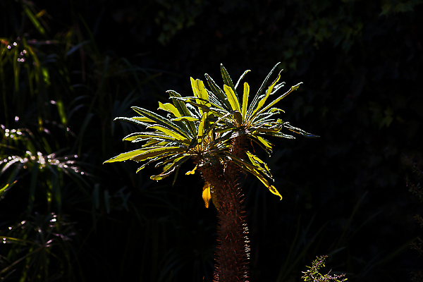 포토 JPG 해외이미지 나무 식물 계절 공원 꽃잎 꽃 잎 꽃무늬 자연 손바닥 사람없음 야외 장식 초록색 여름 뷰티 정원 봄 벚꽃 흰색 신선 개화 원예 식물원 분재 내추럴 다육식물 마다가스카르 영원 해외202310 해외포토 손 공공시설 컬러 무늬 취미 생태계 파일형식