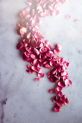 포토 JPG 해외이미지 꽃잎 분홍색 백그라운드 곡선 사람없음 장미 카피스페이스 해외202310 해외포토 꽃 선 컬러 공백 파일형식