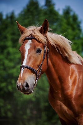 포토 JPG 해외이미지 동물 1 행복 컬러 밭 오렌지 포유류 자연 서기 잔디 사람없음 야외 옆모습 가로 빨간색 초록색 파란색 빛 반려동물 햇빛 뷰티 농장 갈색 노란색 맑음 회색 자유 승마 황금 민들레 기르기 무료 서쪽 순혈 해외202310 해외포토 식물 꽃 감정 스포츠 뷰포인트 컨셉 농업 과일 모션 날씨 태양 방향 생태계 돌봄 파일형식