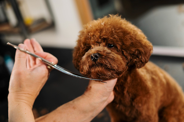 포토 JPG 해외이미지 손 신체부위 뷰티 귀여움 이발 푸들 다듬기 미용가위 해외202310 해외포토 컨셉 모션 가위_도구 사람 미용용품 개 파일형식