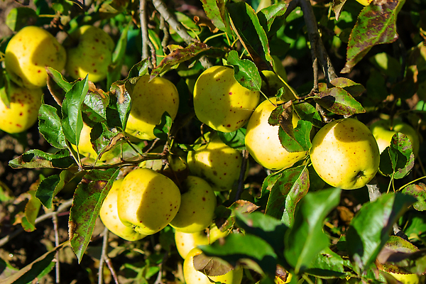 포토 JPG 해외이미지 나무 식물 계절 음식 컬러 백그라운드 잎 밭 농업 다이어트 과일 자연 하늘 건강 사람없음 야외 목재 빨간색 초록색 농작물 농장 정원 맑음 수확 성장 나뭇가지 신선 그룹 달콤 사과 과수원 유기농 원예 내추럴 밭일 숙성 줄서기 많음 맛있는 해외202310 해외포토 웰빙 산업 컨셉 재료 모션 날씨 취미 맛 생태계 파일형식