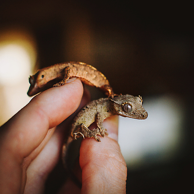 포토 JPG 해외이미지 동물 야생동물 오렌지 파충류 자연 종류 사람없음 앞모습 빨간색 갈색 노란색 용 닫기 달콤 보호 레몬 호기심 도마뱀 갈기 멸종 생태학 이국적 해외202310 해외포토 교육 감정 뷰포인트 컬러 컨셉 과일 모션 맛 생태계 파일형식