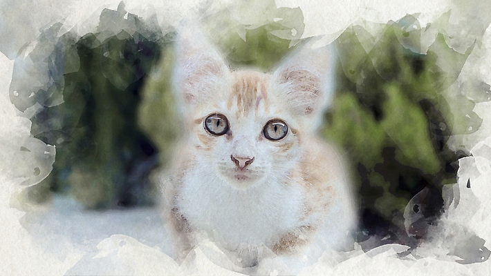 포토 JPG 해외이미지 행복 실루엣 컬러 백그라운드 컨셉 패턴 포옹 벽지 추상 아이디어 앉기 사람없음 반려동물 연필 평화 귀여움 고양이 페인트 분노 그림 질감 캔버스 육식동물 순록 유래 지능 특별함 카피스페이스 효과 해외202310 해외포토 동물 감정 무늬 포유류 안기 모션 학용품 촬영기법 필기구 공백 파일형식