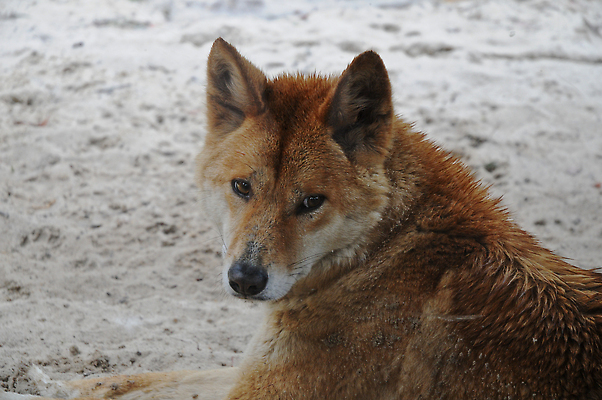 포토 JPG 해외이미지 동물 응시 얼굴 오렌지 털 사람없음 빨간색 개 호주 여우 송곳니 해외202310 해외포토 시선 컬러 과일 포유류 신체부위 오세아니아 치아 파일형식