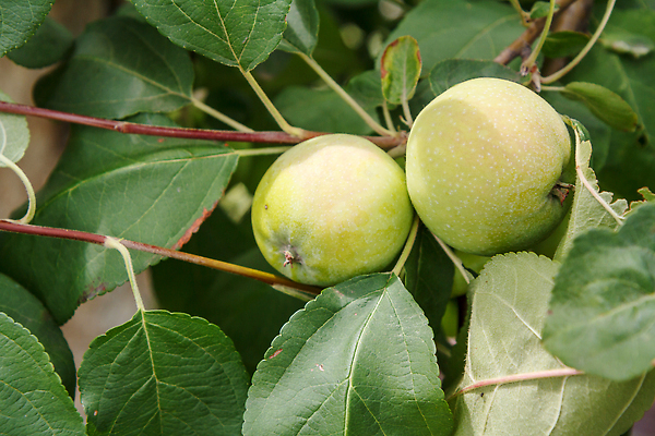 포토 JPG 해외이미지 나무 식물 계절 음식 컬러 백그라운드 잎 농업 다이어트 과일 자연 건강 사람없음 야외 빨간색 초록색 여름 농장 정원 수확 성장 나뭇가지 신선 달콤 사과 과수원 다발 상쾌 유기농 원예 날것 내추럴 밭일 숙성 맛있는 해외202310 해외포토 웰빙 감정 산업 취미 맛 생태계 파일형식