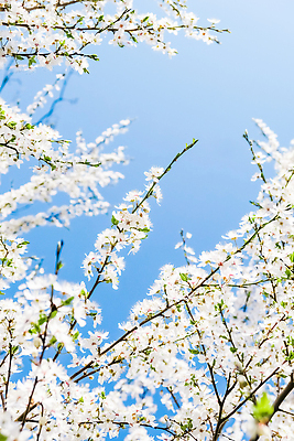 포토 JPG 해외이미지 나무 하늘색 백그라운드 자연 하늘 사람없음 벚꽃 화려 해외202310 해외포토 식물 꽃 컨셉 파란색 생태계 파일형식