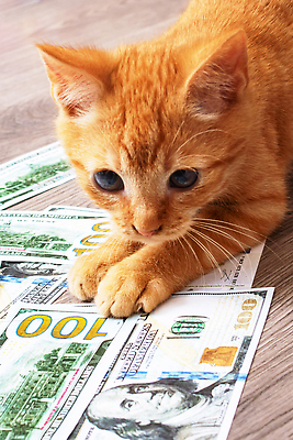 포토 JPG 해외이미지 동물 컨셉 지폐 돈 비즈니스 포유류 놀이 아이디어 털 사람없음 세로 금융 경제 반려동물 달러 고양이 흰색 오픈 유머 재산 고급 편안함 투자 상업 결제 열정 문제 계산서 욕심 월급 파산 예산 우울증 위기 해외202310 해외포토 감정 컬러 감각 질병 파일형식