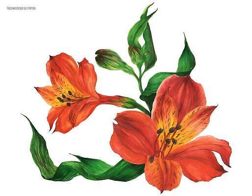 EPS 해외이미지 식물 디자인 계절 꽃잎 꽃 꽃다발 결혼 꽃무늬 일러스트 자연 부활절 발렌타인데이 장식 빨간색 뷰티 유행 귀여움 정원 화환 봄 낭만 수확 벚꽃 흰색 나뭇가지 개화 우아함 이국적 페루 헤딩 현실 해외202310 해외일러스트 나무 기념일 컬러 컨셉 무늬 농업 데이이벤트 이벤트 축구 남아메리카 생태계 파일형식 벡터