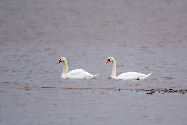 포토 JPG 해외이미지 동물 호수 야생동물 바다 백그라운드 자연 조류 사람없음 야외 물 강 컬러풀 뷰티 반사 환경 수영 연못 황무지 습지 큼 가슴 깃털 부리 백조 물새 내추럴 궤 동물상 유라시아 해외202310 해외포토 자연요소 유럽 아시아 컬러 신체부위 조형물 수상스포츠 크기 생태계 파일형식