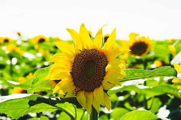 포토 JPG 해외이미지 꽃잎 음식 줄기 밭 비즈니스 자연 하늘 해바라기 씨앗 사람없음 초록색 파란색 노란색 판매 기쁨 농부 상품 러시아 수입 해외202310 해외포토 식물 직업 꽃 감정 유럽 컬러 농업 생태계 파일형식
