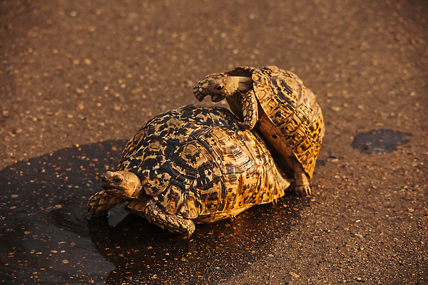 포토 JPG 해외이미지 동물 야생동물 여행 파충류 아프리카 자연 초식동물 국립공원 사람없음 야외 물 뷰티 반사 여행객 환경 껍질 게임 황무지 거북이 보호 사파리 환경보전 느림 내추럴 남아프리카 등딱지 해외202310 해외포토 자연요소 공원 나라 컨셉 놀이 사람 사회이슈 생태계 파일형식