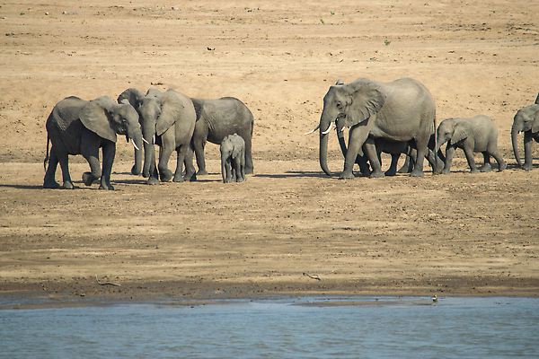 포토 JPG 해외이미지 동물 공원 얼굴 야생동물 새끼 여행 포유류 가족 아프리카 자연 코끼리 사람없음 물 걷기 마시기 아기 황무지 군중 큼 사파리 황소 꼬리 귀 먼지 상아 케냐 남쪽 나미비아 남아프리카 보츠와나 잠비아 전국 탄자니아 크루거 해외202310 해외포토 자연요소 공공시설 나라 관계 모션 사람 신체부위 소 크기 방향 생태계 남아프리카공화국 파일형식