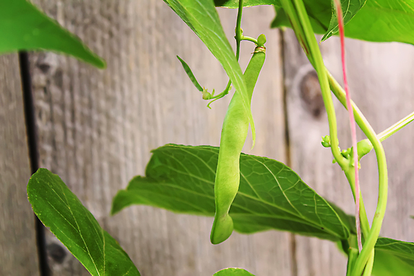 포토 JPG 해외이미지 식물 줄 음식 백그라운드 농업 다이어트 채소 재료 자연 추상 콩 건강 사람없음 초록색 농장 쌓기 수확 흰색 신선 그룹 시장 신장 닫기 다발 가득함 유기농 질감 날것 강낭콩 흙더미 내추럴 프랑스어 고립 꼬투리 생식 채식주의자 비건 맛있는 해외202310 해외포토 문자 웰빙 산업 컬러 무늬 모션 곡류 흙 비뇨기관 생태계 채식 파일형식 더미