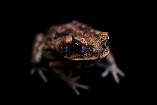 포토 JPG 해외이미지 동물 야생동물 바다 백그라운드 자연 생물 실내 종류 개구리 양서류 사람없음 초록색 반려동물 컬러풀 갈색 우주 검은색 회색 젖음 관찰 닫기 작음 큼 피부 묘사 오브젝트 싱글 생물학 슛 두꺼비 고립 동물상 어려움 못생김 해외202310 해외포토 교육 컬러 모션 내부 신체부위 조형물 크기 생태계 파일형식