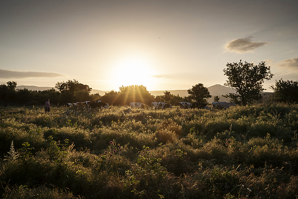 포토 JPG 해외이미지 동물 구름 산업 백그라운드 밭 농업 포유류 자연 하늘 풍경 사람없음 야외 초록색 여름 파란색 태양 농장 농경지 환경 검은색 가축 봄 목장 소고기 우유 흰색 시골 점 소 군중 방목 땅 먹기 송아지 기르기 밭일 평야 목가 해외202310 해외포토 자연요소 계절 새끼 컬러 모션 유제품 육류 사람 축산업 생태계 돌봄 파일형식