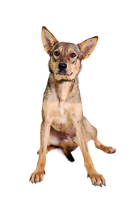 포토 JPG 해외이미지 한마리 사람없음 강아지 흰배경 믹스견 해외202310 해외포토 1 백그라운드 반려동물 흰색 개 파일형식