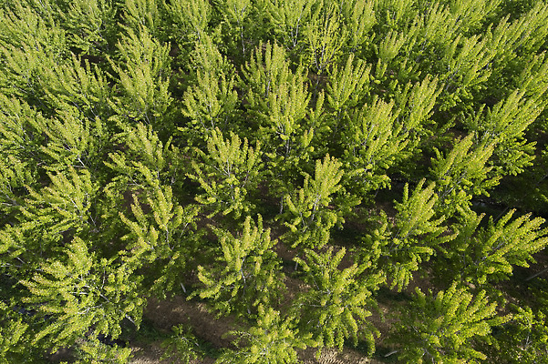 포토 JPG 해외이미지 나무 계절 공원 백그라운드 잎 자연 안테나 풍경 사람없음 야외 초록색 빛 농장 환경 봄 항공촬영 삼림지대 생태학 조감도 해외202310 해외포토 식물 공공시설 교육 뷰포인트 컬러 농업 통신 숲 생태계 파일형식