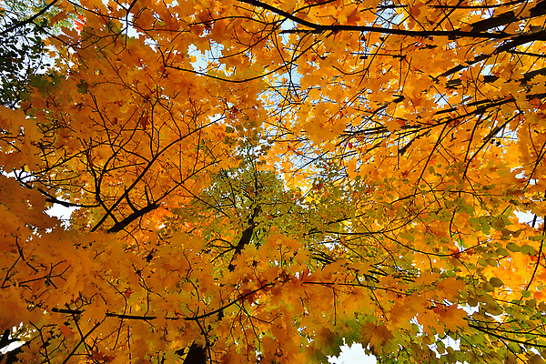 포토 JPG 해외이미지 나무 식물 공원 단풍 잎 오렌지 하늘 바닥 풍경 사람없음 빨간색 뷰티 노란색 가을 나뭇가지 최고 황금 파편 에코 러시아 조경 10월 생태학 해외202310 해외포토 계절 공공시설 교육 유럽 컬러 과일 환경 날짜 파일형식