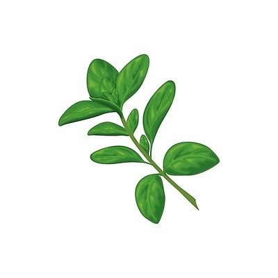 EPS 해외이미지 나무 식물 손 디자인 꽃 음식 백그라운드 잎 꽃무늬 채소 일러스트 재료 자연 프레임 건강 요리 미술 초록색 여름 주방 정원 봄 수확 흰색 나뭇가지 신선 양념 조미료 만화 스케치 허브 향신료 유기농 질감 복고 아로마 향 내추럴 고립 채식주의자 벡터 해외202310 해외일러스트 웰빙 계절 컬러 무늬 농업 문화예술 신체부위 생태계 채식 향미료 파일형식 산업 사람