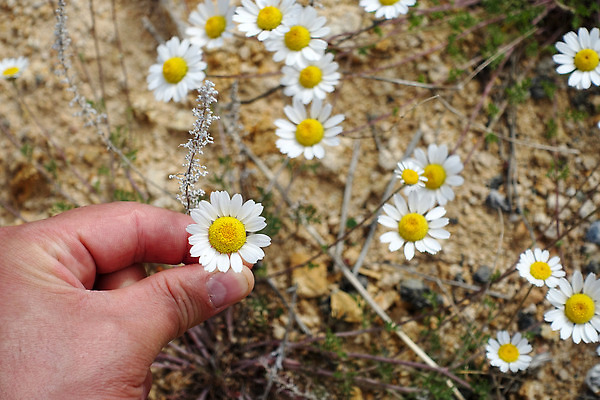포토 JPG 해외이미지 식물 꽃 백그라운드 자연 건강 사람없음 초록색 약 성장 벚꽃 개화 약초 허브 캐모마일 해외202310 해외포토 컬러 의학 풀_식물 생태계 파일형식