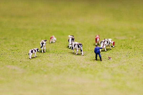 포토 JPG 해외이미지 동물 모델 백그라운드 밭 농업 포유류 자연 그림자 사람없음 초록색 장난감 농장 농경지 검은색 가축 목장 미니어처 피규어 소고기 우유 흰색 시골 소 양치기 군중 방목 플라스틱 황소 송아지 항공촬영 밭일 찰과상 해외202310 해외포토 직업 산업 새끼 뷰포인트 컬러 재질 유제품 육류 사람 모형 축산업 상처 생태계 파일형식