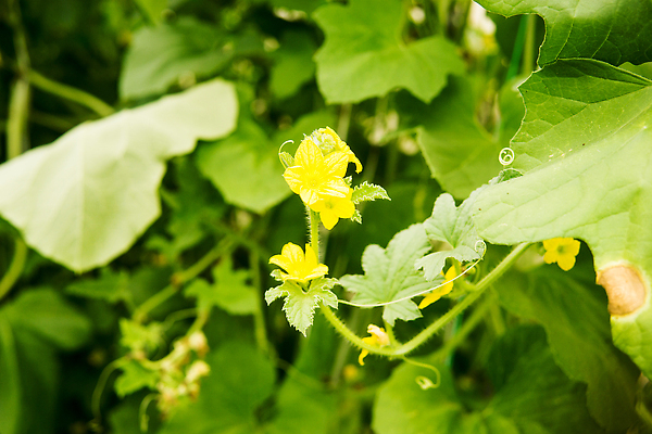 포토 JPG 해외이미지 식물 산업 줄기 컨셉 잎 농업 채소 자연 오이 매달리기 건강 사람없음 야외 초록색 농작물 농장 새싹 정원 흙 수확 성장 나뭇가지 시골 신선 선택 먹기 유기농 원예 건강식 모종 밭일 숙성 온실 채식주의자 세련 해외202310 해외포토 나무 웰빙 음식 컬러 모션 취미 생태계 채식 파일형식