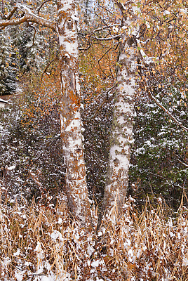 포토 JPG 해외이미지 나무 컬러 여행 잎 겨울 자연 휴가 산 풍경 사람없음 컬러풀 추위 안개 가을 나뭇가지 시골 스위스 언덕 뿌연 해외202310 해외포토 식물 계절 유럽 날씨 생태계 파일형식