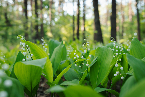 포토 JPG 해외이미지 식물 계절 꽃잎 꽃 백그라운드 잎 꽃무늬 자연 풍경 사람없음 야외 목재 초록색 여름 뷰티 계곡 봄 벚꽃 흰색 신선 소나무 개화 닫기 저녁 숲 백합 5월 향수 묘사 공터 해외202310 해외포토 나무 컬러 무늬 재료 모션 화장품 날짜 야간 생태계 파일형식
