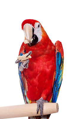 포토 JPG 해외이미지 사람없음 반려동물 앵무새 해외202310 해외포토 동물 조류 파일형식