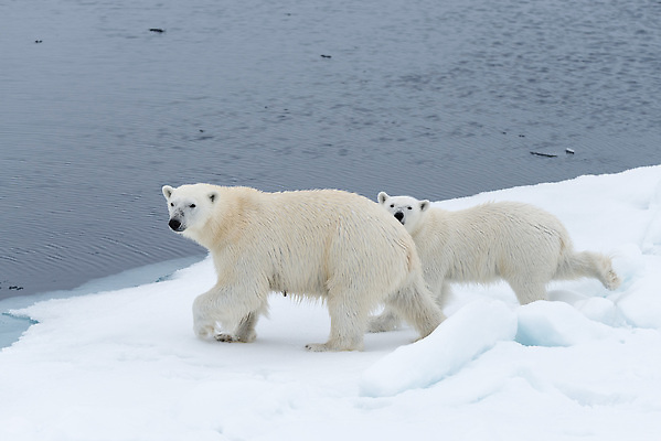 포토 JPG 해외이미지 동물 남자 야생동물 바다 여행 겨울 곰 포유류 자연 노르웨이 서기 성인 사람없음 야외 가로 물 환경 냉동 얼음 추위 흰색 북극 육식동물 내추럴 스칸디나비아 해외202310 해외포토 자연요소 계절 유럽 컬러 모션 사람 극지방 생태계 파일형식