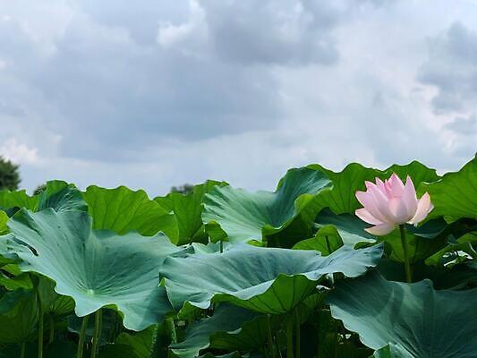 포토 JPG 해외이미지 식물 구름 꽃잎 꽃 잎 자연 하늘 연꽃 사람없음 초록색 해외202310 해외포토 자연요소 컬러 생태계 파일형식