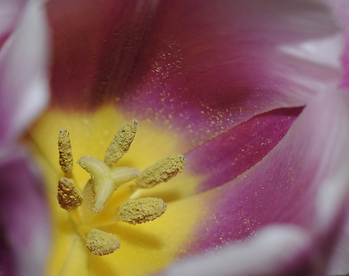 포토 JPG 해외이미지 식물 계절 여자 꽃잎 꽃 분홍색 꽃다발 꽃무늬 자연 엄마 추상 실내 선물 사랑 사람없음 야외 가로 빨간색 빛 컬러풀 뷰티 노란색 우주 정원 봄 낭만 튤립 벚꽃 꽃술 인사 신선 닫기 다발 묘사 오브젝트 엽서 꽃가루 부드러움 내추럴 꽃수술 해외202310 해외포토 감정 컬러 컨셉 무늬 가족 모션 사람 내부 예절 감각 가루 편지 생태계 파일형식