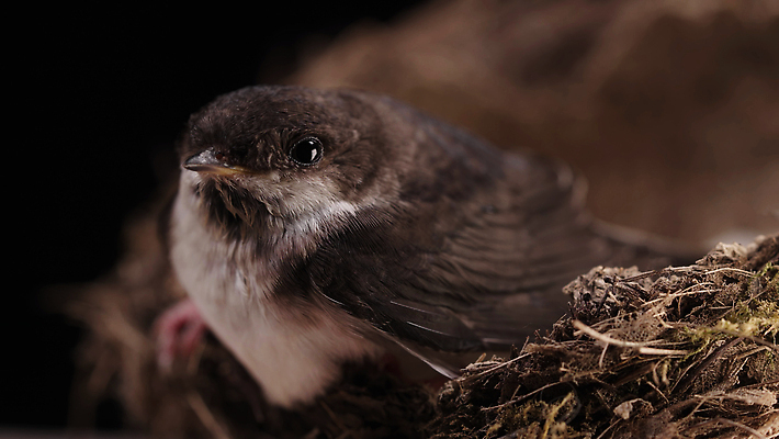 포토 JPG 해외이미지 동물 야생동물 백그라운드 자연 조류 병아리 관리 사람없음 야외 뷰티 환경 검은색 봄 나뭇가지 둥지 먹이 깃털 생물학 부리 제비 내추럴 외양간 동물상 해외202310 해외포토 나무 계절 교육 컬러 조형물 생태계 파일형식
