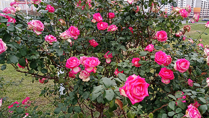 포토 JPG 해외이미지 식물 디자인 공원 꽃잎 꽃 분홍색 컬러 꽃다발 결혼 백그라운드 잎 꽃무늬 자연 휴가 사랑 사람없음 야외 장식 빨간색 초록색 여름 뷰티 장미 정원 봄 낭만 벚꽃 흰색 신선 개화 내추럴 해외202310 해외포토 계절 공공시설 감정 컨셉 무늬 이벤트 생태계 파일형식